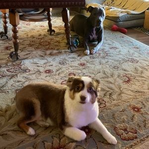 Meet your Posher, Ray